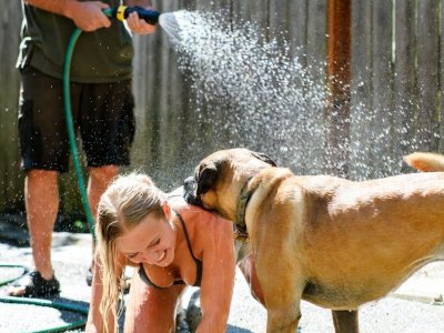 Wet Dog